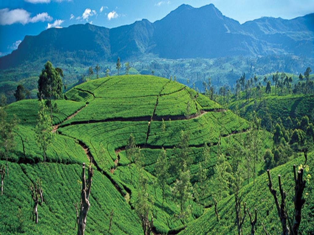 New Tour Inn Nuwara Eliya Dış mekan fotoğraf